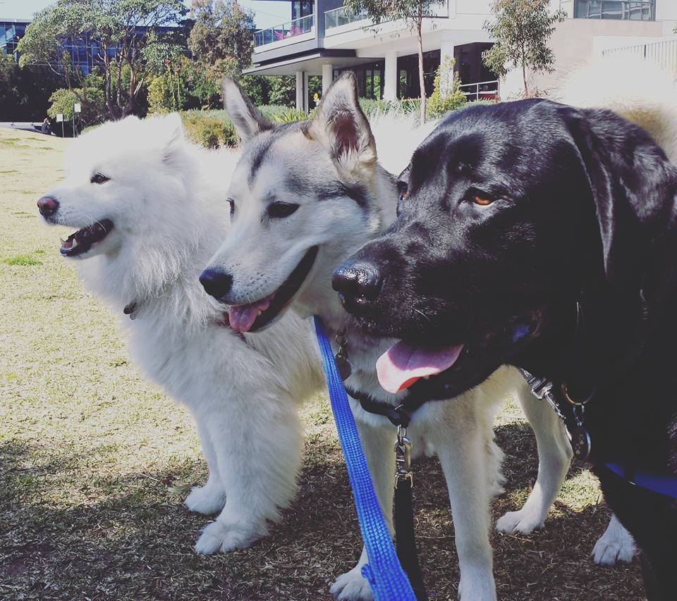 Dog Daycare Sydney