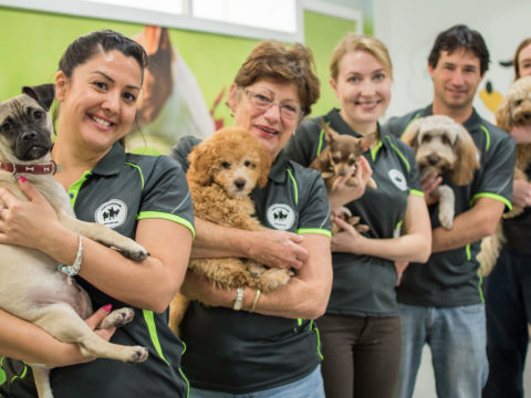 Dog Day Care Services Sydney