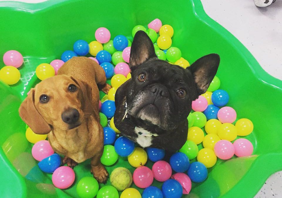 BEST DOG DAYCARE IN SYDNEY