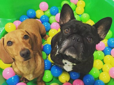 BEST DOG DAYCARE IN SYDNEY