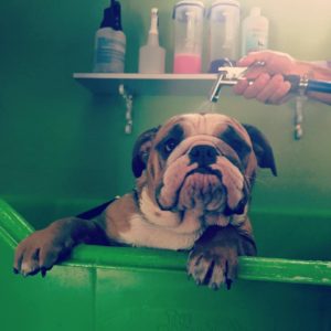 dog grooming salons in zetland