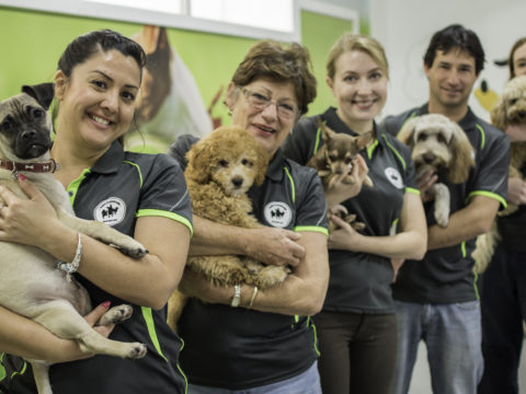 Dog Day Care Services Sydney