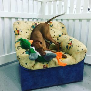 Dog Daycare and Boarding Sydney