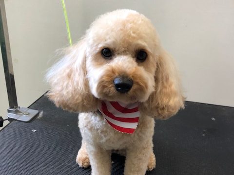 Best Dog Grooming Sydney