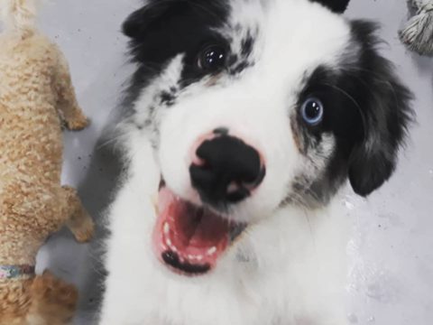 Basic Obedience Training In Zetland