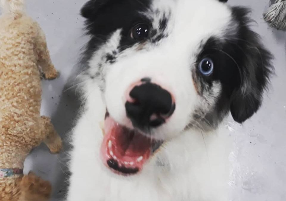 Basic Obedience Training In Zetland