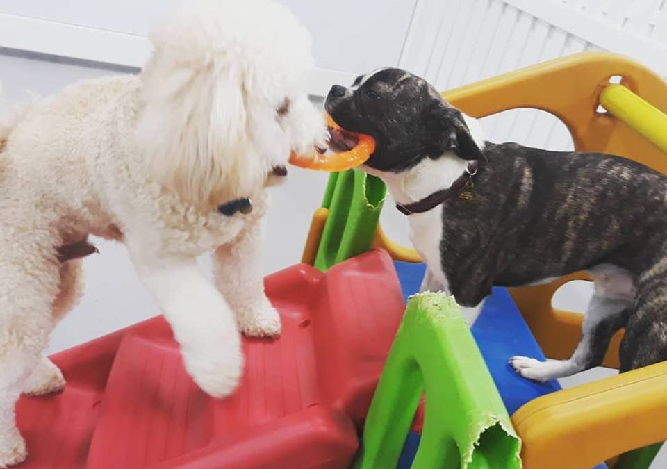 Your dog is our priority Dog Boarding in Sydney Puppy Playground