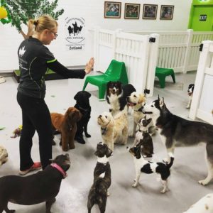 Dog Training Classes Sydney