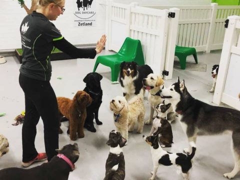 Dog Daycare Services Sydney