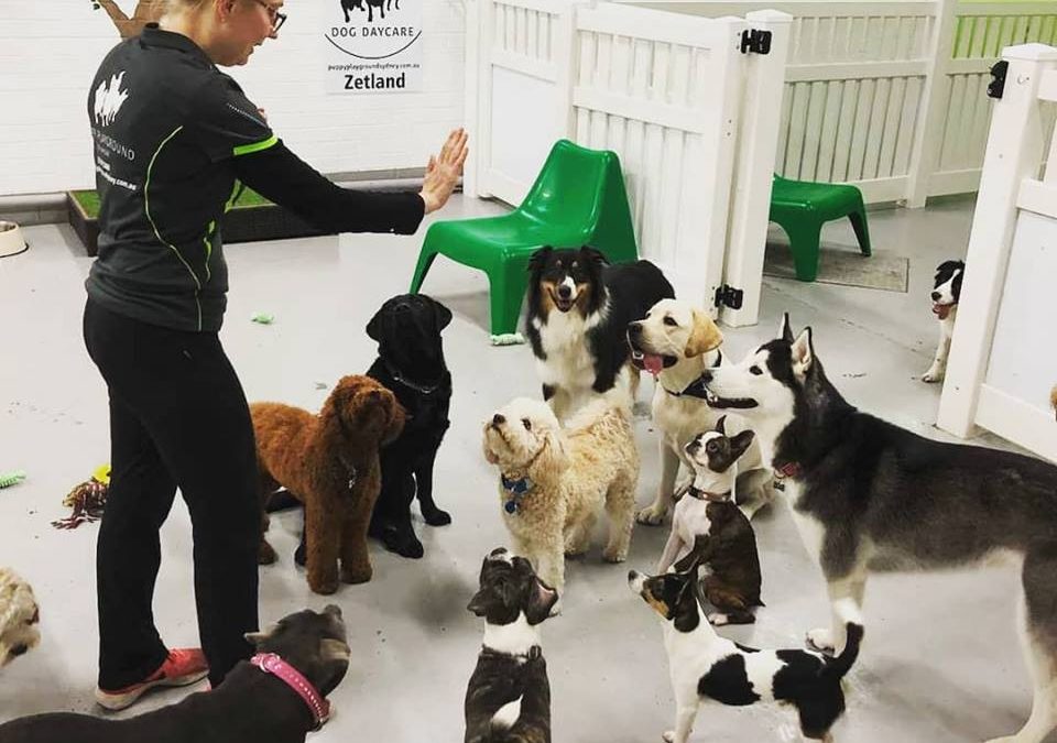 Dog Daycare Services Sydney