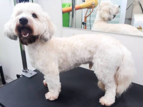 Dog Grooming Sydney