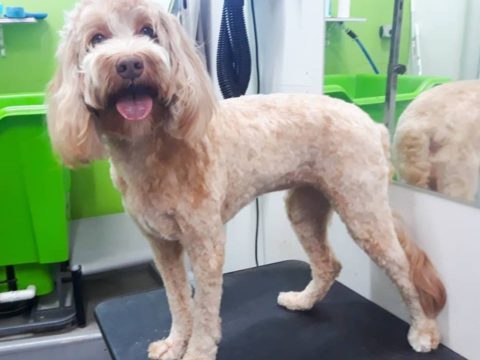 the best dog grooming service zetland