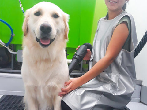 Dog Grooming Rosebery