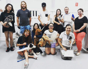 puppy preschool in sydney