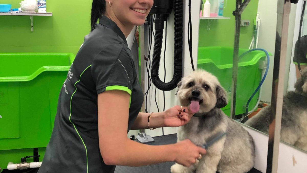 dog groomer zetland