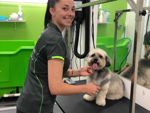 dog groomer zetland